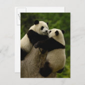 Reuzenpanda-baby's (Ailuropoda melanoleuca) Briefkaart (Voorkant / Achterkant)