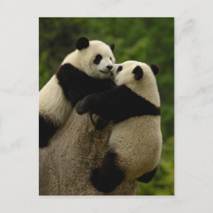 Reuzenpanda baby's (Ailuropoda melanoleuca) Briefkaart