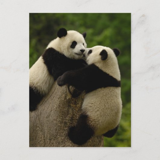 Reuzenpanda-baby's (Ailuropoda melanoleuca) Briefkaart (Voorkant)