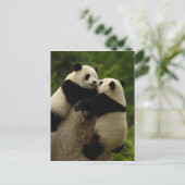 Reuzenpanda-baby's (Ailuropoda melanoleuca) Briefkaart (Staand voorkant)