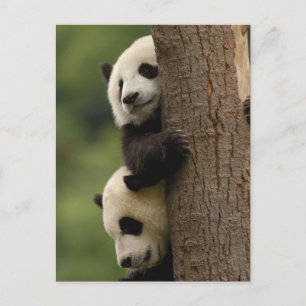 Reuzenpanda baby's Ailuropoda melanoleuca) Briefkaart