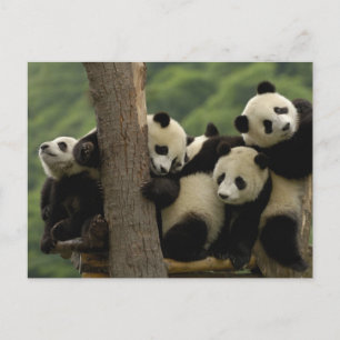 Reuzenpanda baby's Ailuropoda melanoleuca) Briefkaart