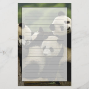 Reuzenpanda baby's Ailuropoda melanoleuca) Briefpapier