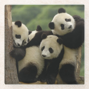 Reuzenpanda baby's Ailuropoda melanoleuca) Glazen Onderzetter