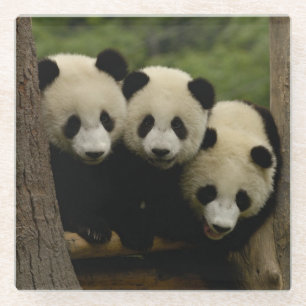 Reuzenpanda baby's Ailuropoda melanoleuca) Glazen Onderzetter