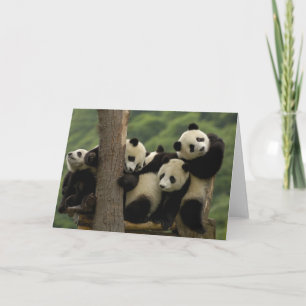 Reuzenpanda baby's Ailuropoda melanoleuca) Kaart