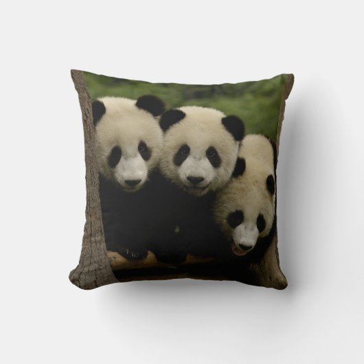 Reuzenpanda baby's Ailuropoda melanoleuca) Kussen (Voorkant)