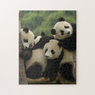 Reuzenpanda baby's Ailuropoda melanoleuca) Legpuzzel