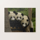 Reuzenpanda baby's Ailuropoda melanoleuca) Legpuzzel (Horizontaal)