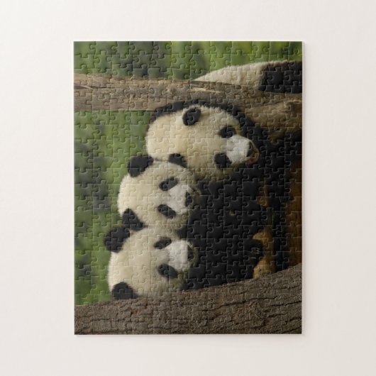 Reuzenpanda baby's Ailuropoda melanoleuca) Legpuzzel (Verticaal)