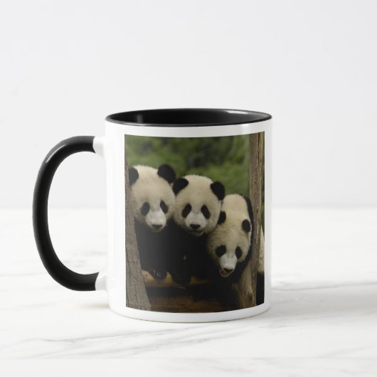 Reuzenpanda baby's Ailuropoda melanoleuca) Mok (Links)