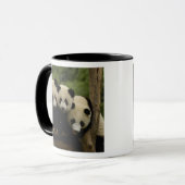 Reuzenpanda baby's Ailuropoda melanoleuca) Mok (Voorkant links)