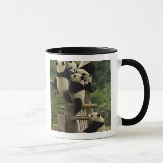 Reuzenpanda baby's Ailuropoda melanoleuca) Mok (Rechts)