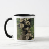 Reuzenpanda baby's Ailuropoda melanoleuca) Mok (Links)