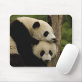Reuzenpanda baby's Ailuropoda melanoleuca) Muismat (Met muis)