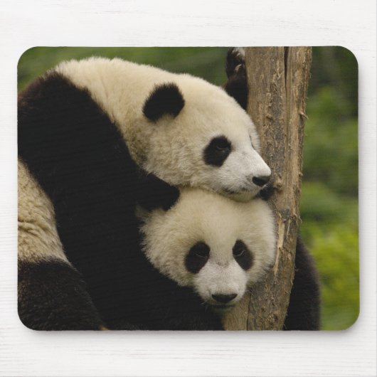 Reuzenpanda baby's Ailuropoda melanoleuca) Muismat (Voorkant)