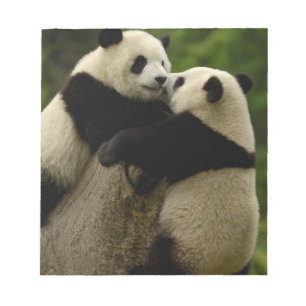 Reuzenpanda baby's (Ailuropoda melanoleuca) Notitieblok