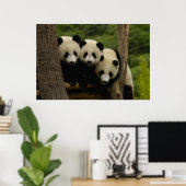 Reuzenpanda baby's Ailuropoda melanoleuca) Poster (Thuiskantoor)