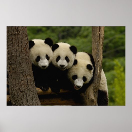 Reuzenpanda baby's Ailuropoda melanoleuca) Poster (Voorkant)