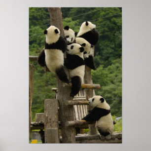 Reuzenpanda baby's Ailuropoda melanoleuca) Poster