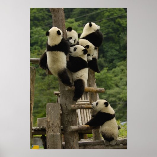 Reuzenpanda baby's Ailuropoda melanoleuca) Poster (Voorkant)