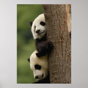 Reuzenpanda baby's Ailuropoda melanoleuca) Poster