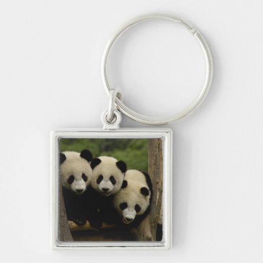 Reuzenpanda baby's Ailuropoda melanoleuca) Sleutelhanger (Voorkant)