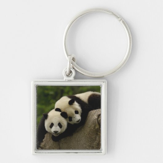 Reuzenpanda baby's Ailuropoda melanoleuca) Sleutelhanger (Voorkant)