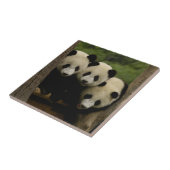 Reuzenpanda baby's Ailuropoda melanoleuca) Tegeltje (Zijkant)
