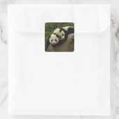 Reuzenpanda baby's Ailuropoda melanoleuca) Vierkante Sticker (Tas)