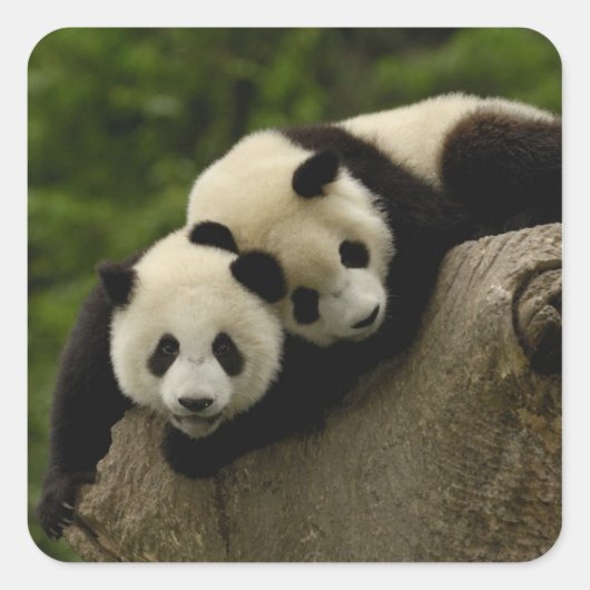 Reuzenpanda baby's Ailuropoda melanoleuca) Vierkante Sticker (Voorkant)
