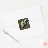 Reuzenpanda baby's Ailuropoda melanoleuca) Vierkante Sticker (Envelop)