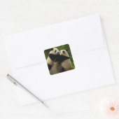 Reuzenpanda-baby's (Ailuropoda melanoleuca) Vierkante Sticker (Envelop)