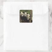 Reuzenpanda baby's Ailuropoda melanoleuca) Vierkante Sticker (Tas)