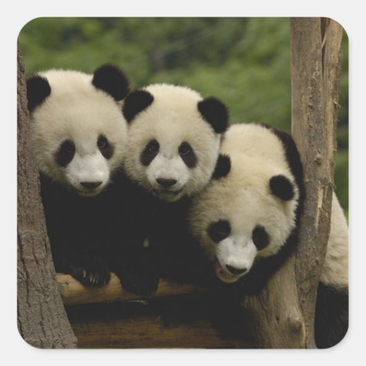 Reuzenpanda baby's Ailuropoda melanoleuca) Vierkante Sticker (Voorkant)