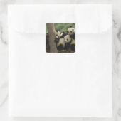 Reuzenpanda baby's Ailuropoda melanoleuca) Vierkante Sticker (Tas)