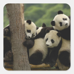 Reuzenpanda baby's Ailuropoda melanoleuca) Vierkante Sticker