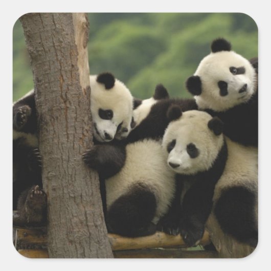 Reuzenpanda baby's Ailuropoda melanoleuca) Vierkante Sticker (Voorkant)