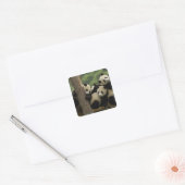 Reuzenpanda baby's Ailuropoda melanoleuca) Vierkante Sticker (Envelop)