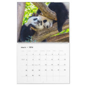 Reuzenpanda baby's kalender (Mar 2026)