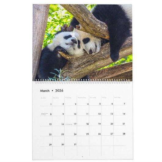 Reuzenpanda baby's kalender (Mar 2026)