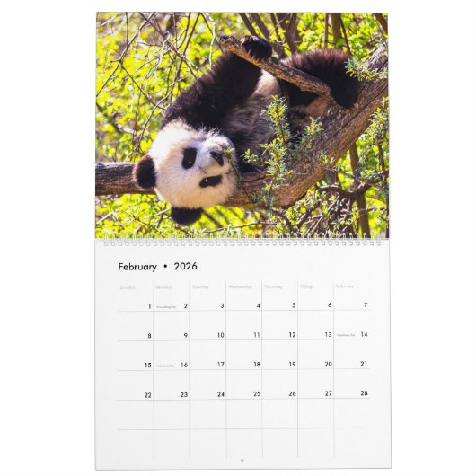 Reuzenpanda baby's kalender (Feb 2026)