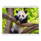 Reuzenpanda baby's kalender (Hoes)