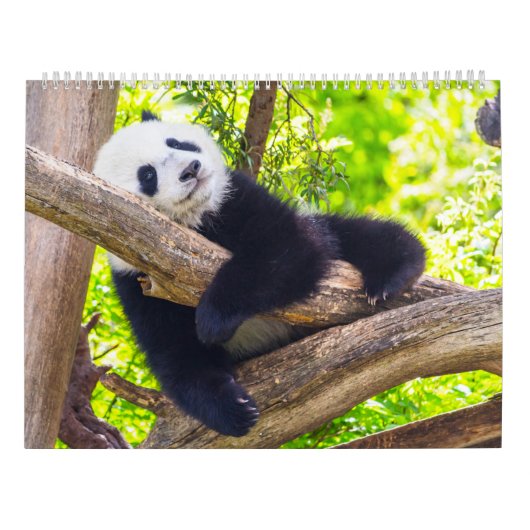 Reuzenpanda baby's kalender (Achterkant)