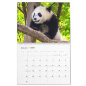 Reuzenpanda baby's kalender (Jan 2027)