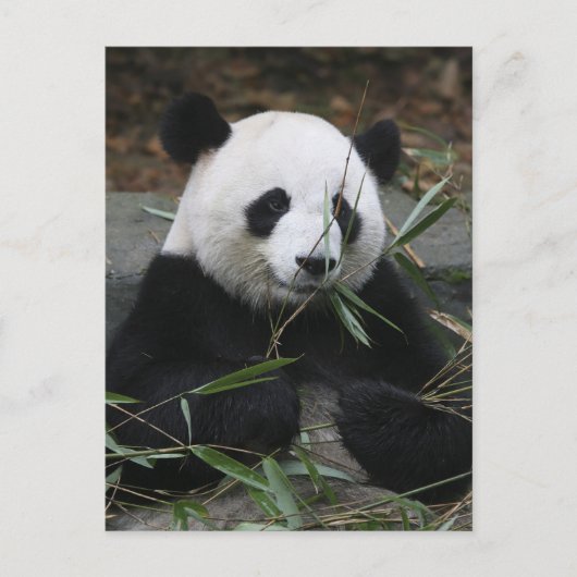 Reuzenpanda Briefkaart (Voorkant)
