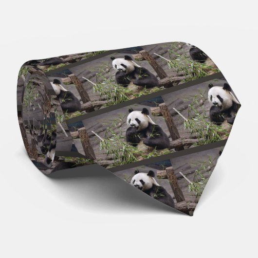 Reuzenpanda die bamboe stropdas eten (Opgerold)