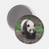 Reuzenpanda foto cirkel magneet (Voorkant / Achterkant)