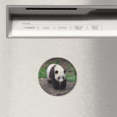 Reuzenpanda foto cirkel magneet (Insitu (Vaatwasser))
