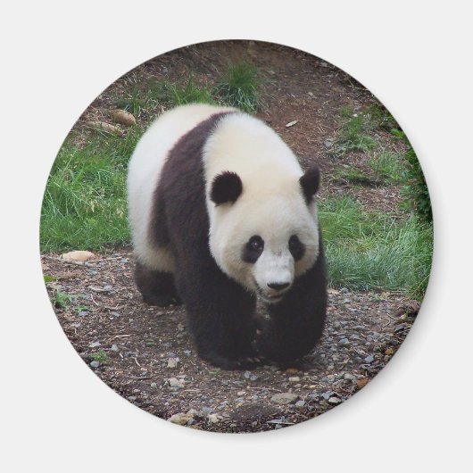 Reuzenpanda foto cirkel magneet (Voorkant)